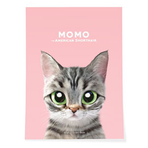 Momo the American shorthair cat Art Poster